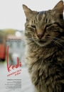 Kedi - sekretne życie kotów - plakat